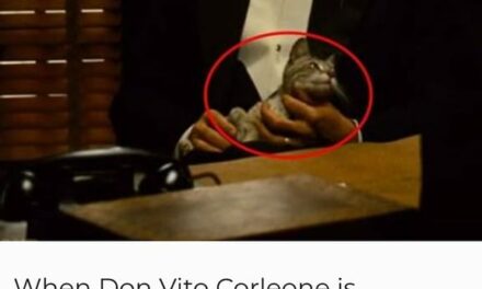 The cat was actually found by Francis Ford Coppola and brought to the set