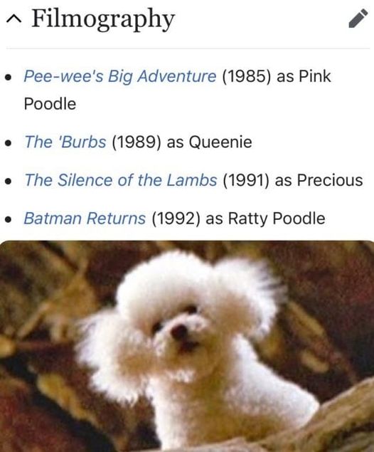 A poodle actor and its movie portfolio